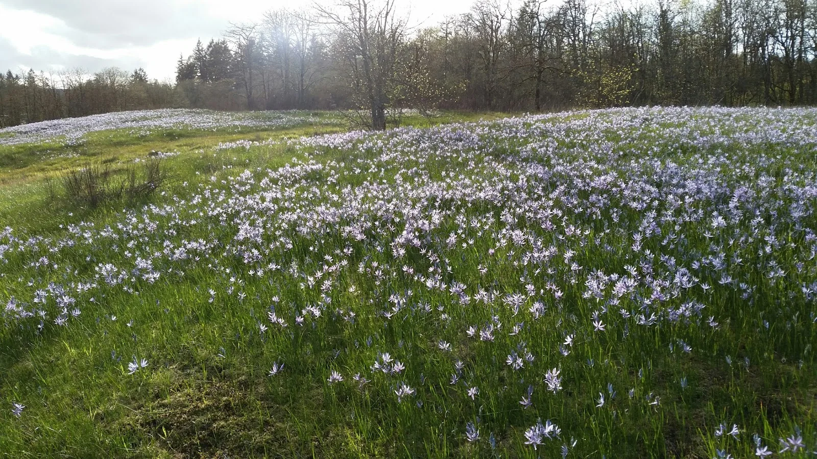 Camas, WA